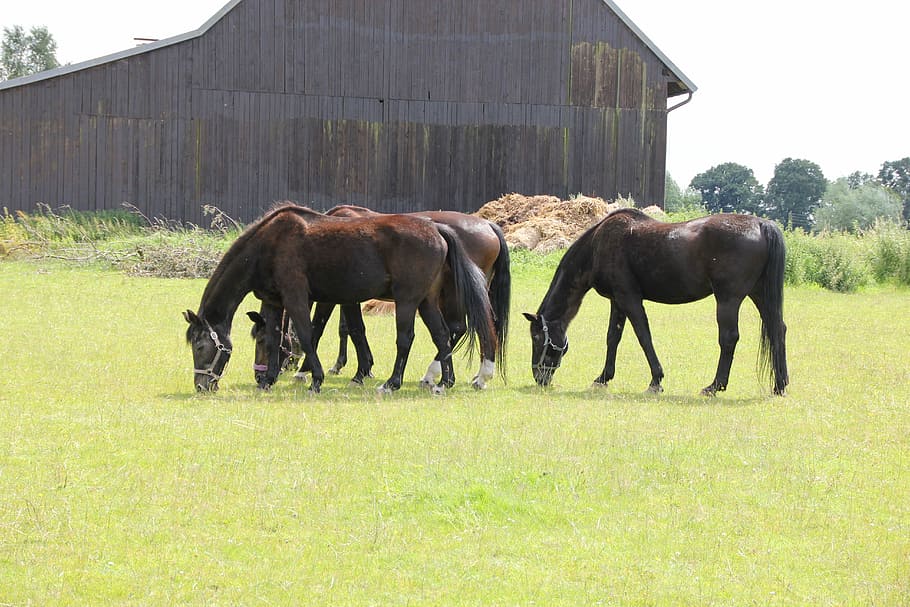 Horses, Group, Grass, Meadow, field, livestock, grazing, day HD wallpaper