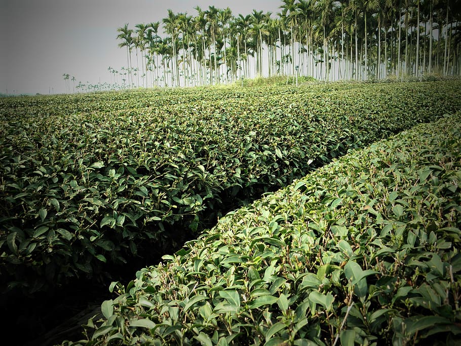 Tea, Areca Catechu, Tree, Landscape, areca catechu tree, nature HD wallpaper