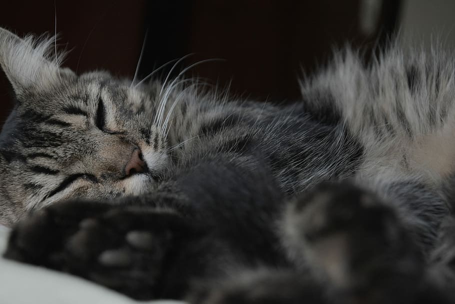 Cat, Kitten, sleeping, domestic cat, animal themes, pets, domestic animals HD wallpaper