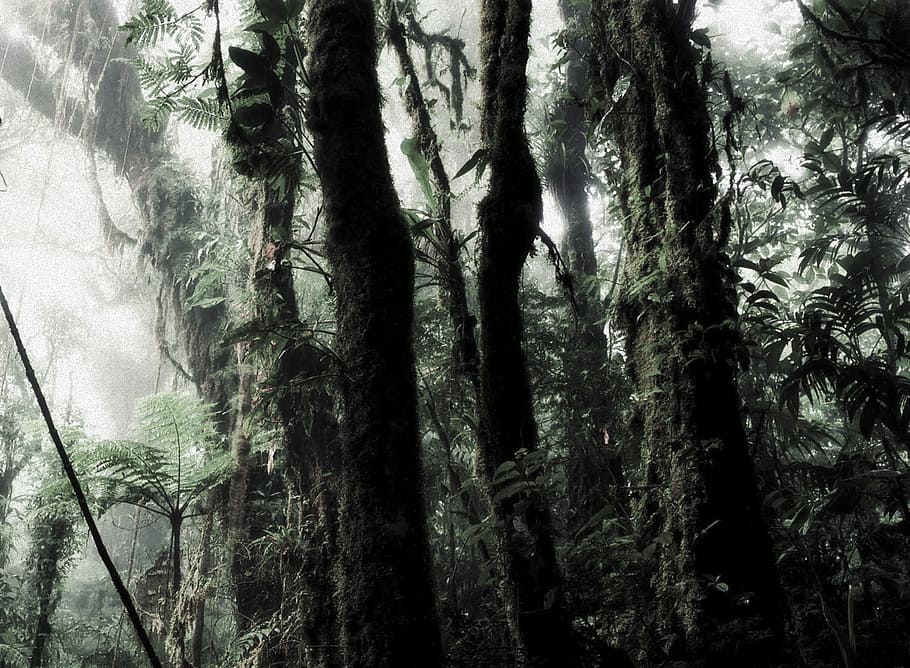green trees, rain forest, shrubs, humid, moistly, misty, subtle color HD wallpaper