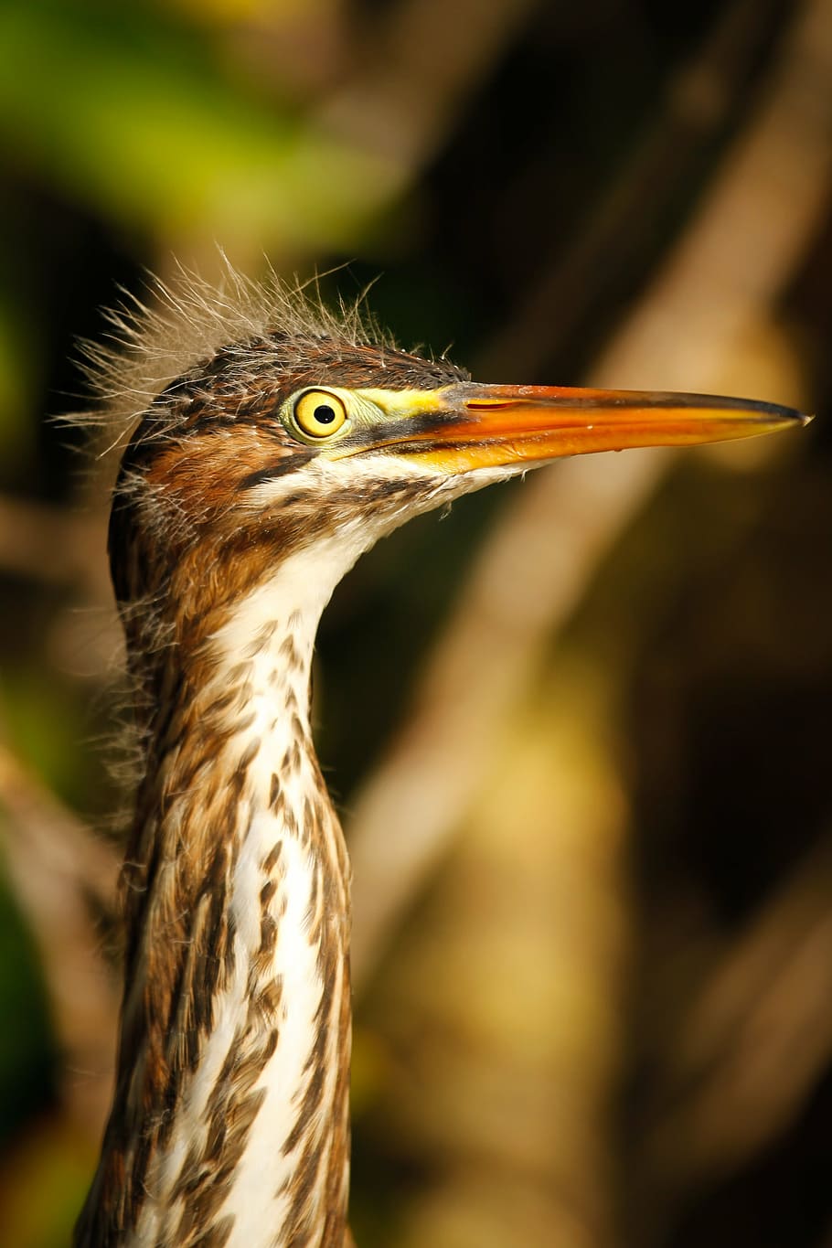 bird, ave, birds, animals, animal themes, one animal, animals in the wild HD wallpaper