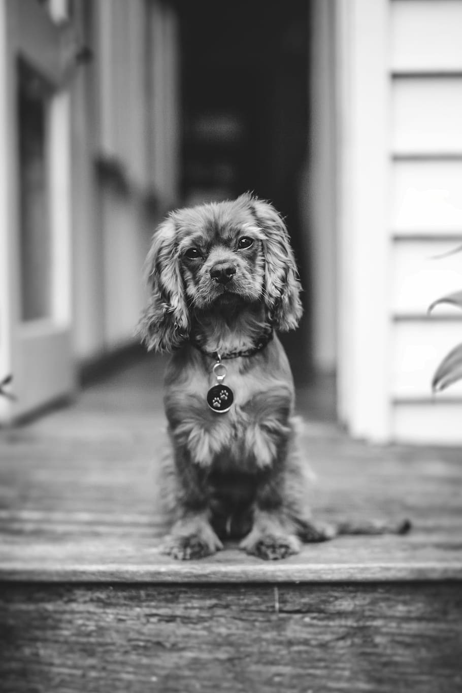grayscale photo of dog sitting in front of door, grayscale photography of cocker spaniel puppy, HD wallpaper