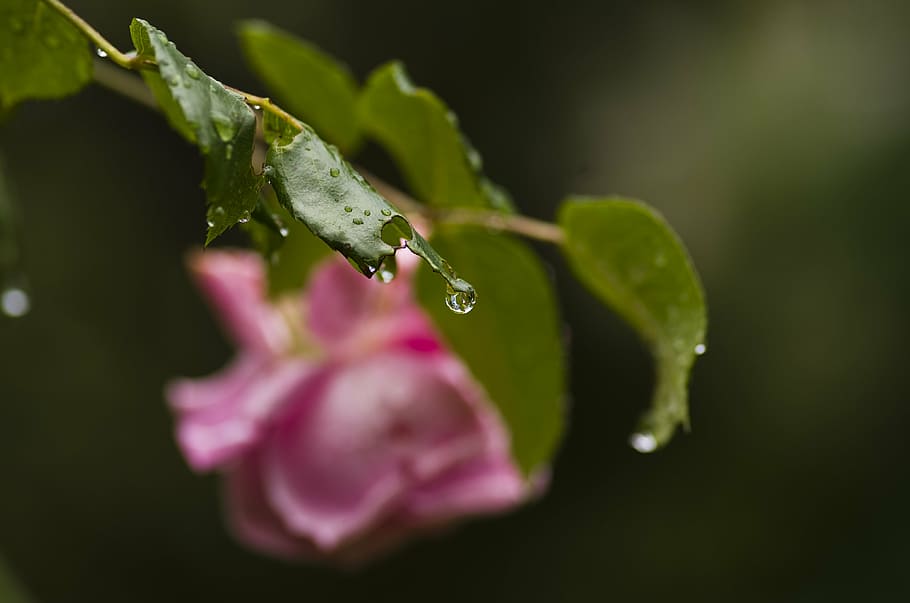 rose, leaves, rain, raindrop, pink, garden, plant, freshness HD wallpaper