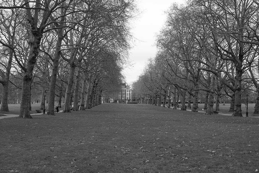 grey, perspective, fall, decision, space, park, trees, london HD wallpaper