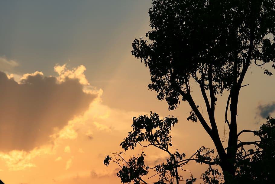 sunset, cloud, edge, gilt, glow, orange, gold, tree, sky, plant HD wallpaper