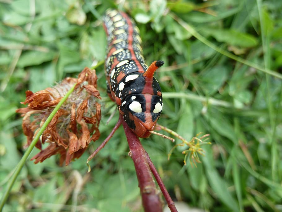 caterpillar, nature, red, animal themes, animal wildlife, invertebrate HD wallpaper
