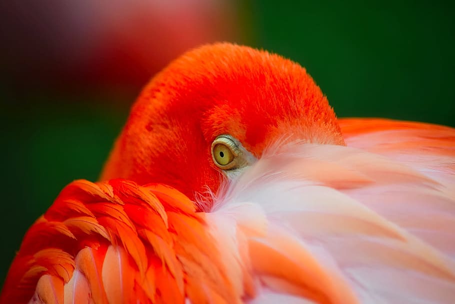 photography of orange bird, flamingo, wildlife, colorful, colors