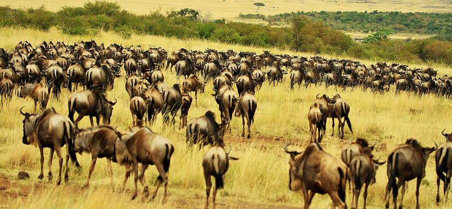 herd of brown water buffalo, group of bisons, wildebeest, wildebeest herd