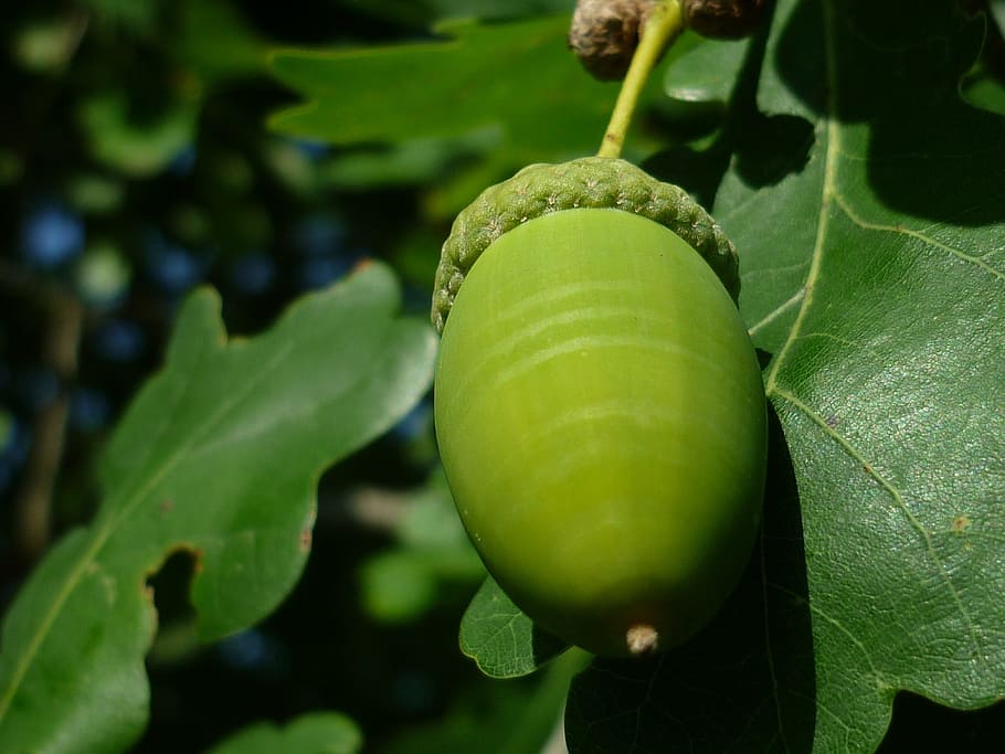 acorn, tree fruit, nature, german oak, forest tree, decorative HD wallpaper
