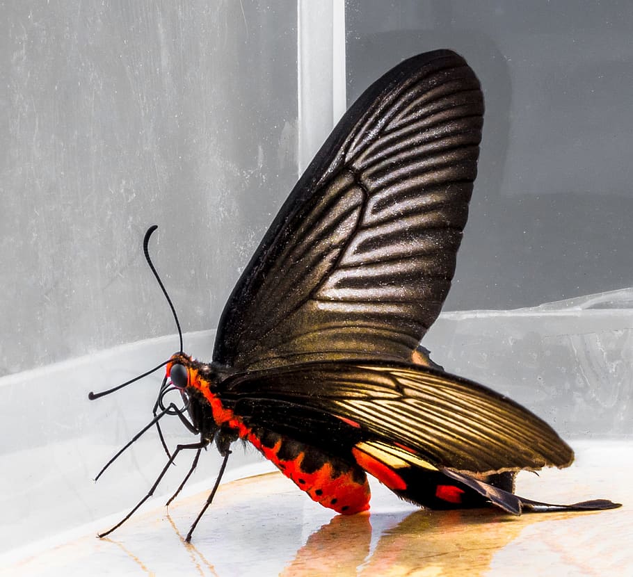 butterfly, insect, animal wildlife, animals in the wild, animal themes HD wallpaper