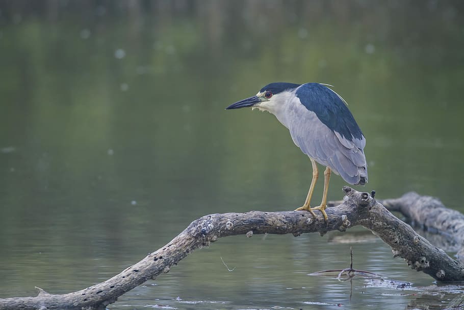 short-beak white and blue bird perched on tree branch during daytime, shallow focus photo of bird perched on branch HD wallpaper