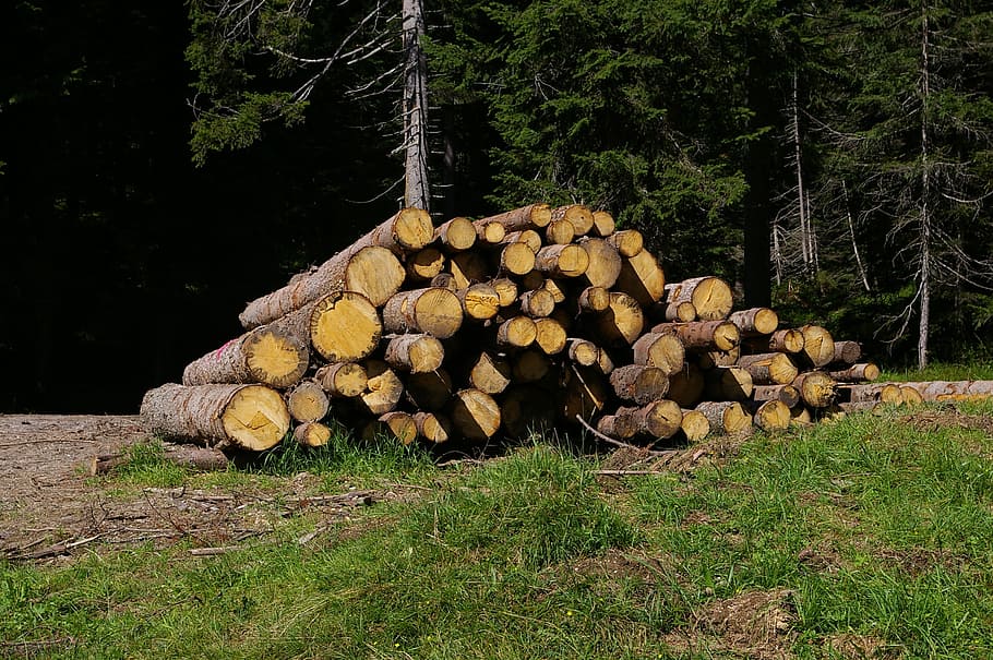 wood, trunks, bark, trees, mountain, woods, forest, log, timber HD wallpaper