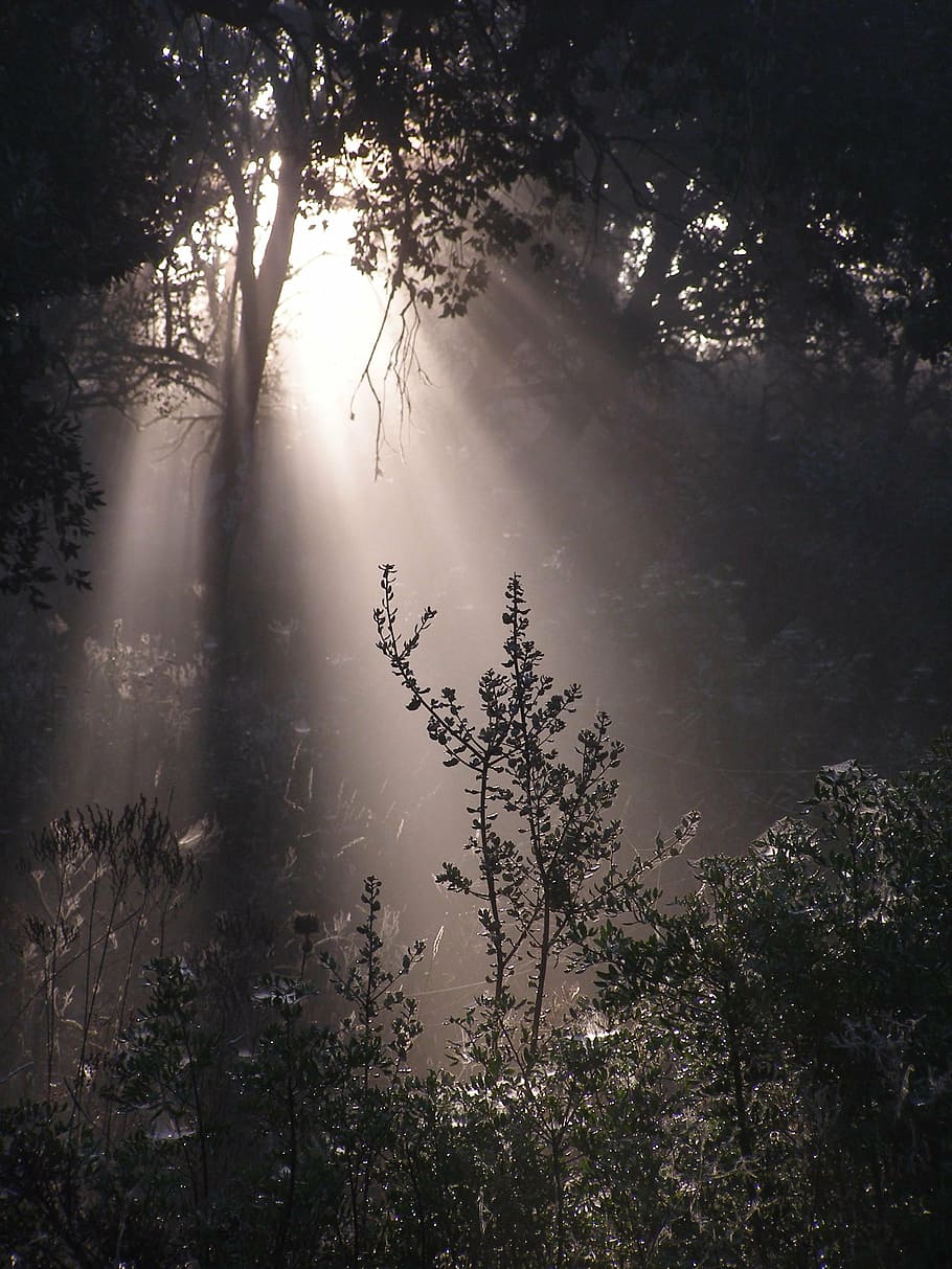 forest, nature, sun, trees, vegetable, plant, tranquility, beauty in nature HD wallpaper