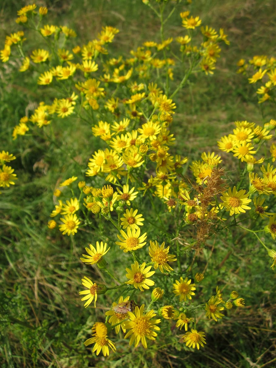 jacobaea vulgaris, ragwort, common ragwort, tansy ragwort, benweed, HD wallpaper