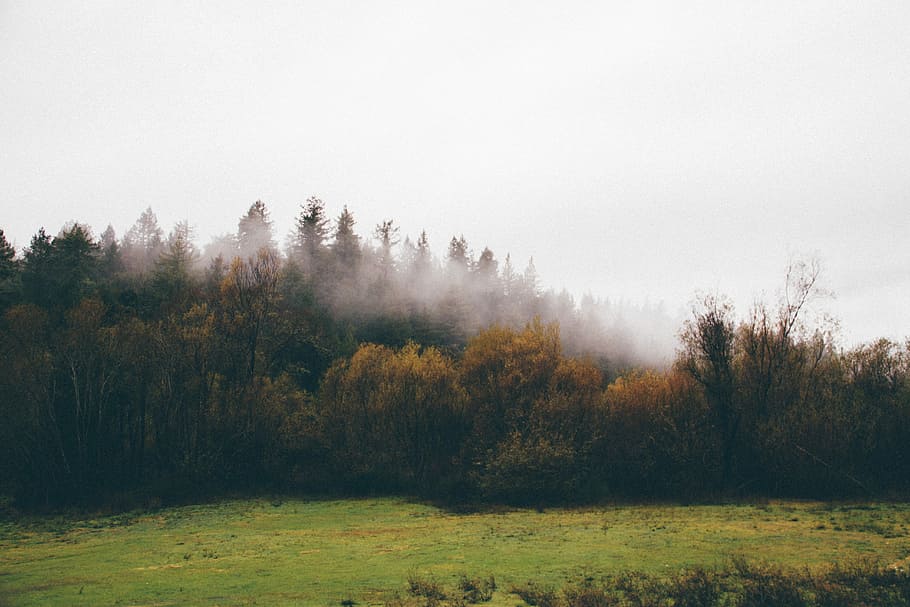 trees covered with fog, forest covered in sea of cloud, sky, grass HD wallpaper