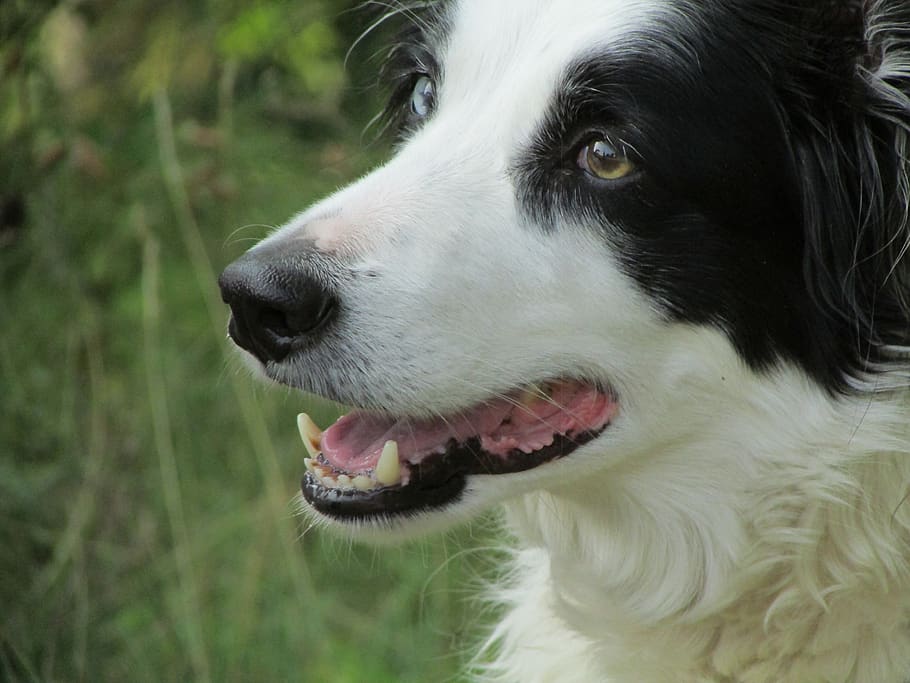 dog, different eyes, fur, black, white, dog bergée, tasks, HD wallpaper