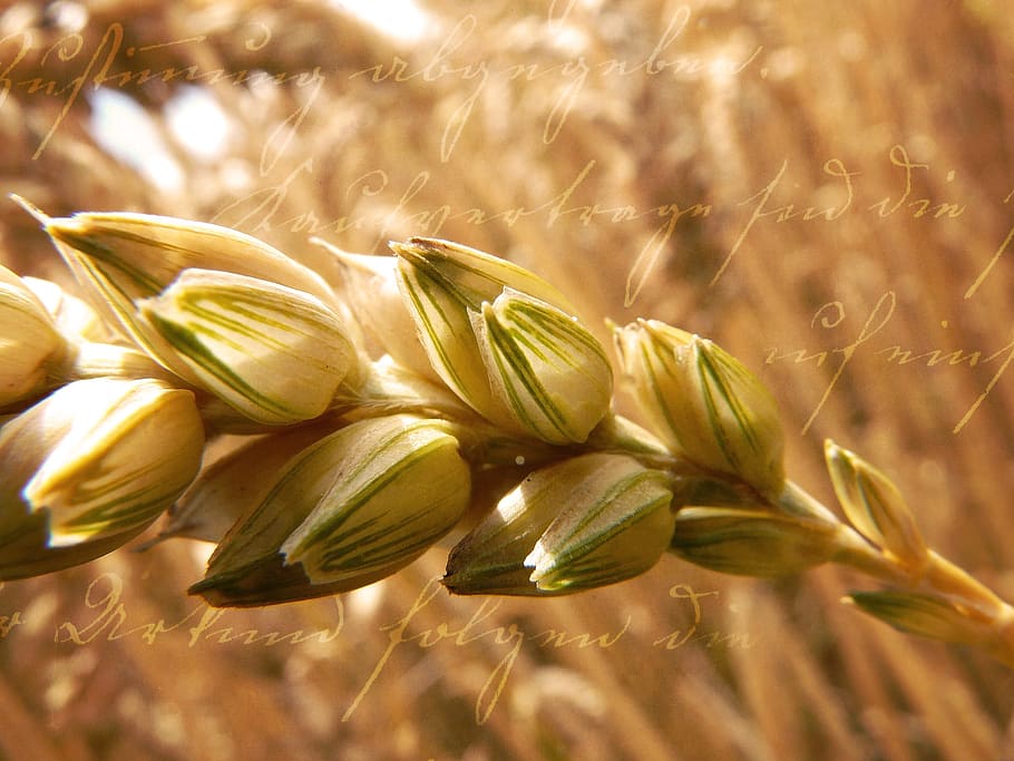 Wheat, Grain, Ear, Plant, Cereals, Close, cereal Plant, nature HD wallpaper