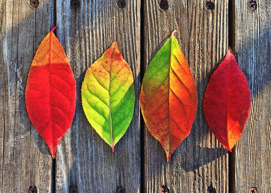 four assorted leaves, fall, colors, rainbow, leaf, autumn, change HD wallpaper