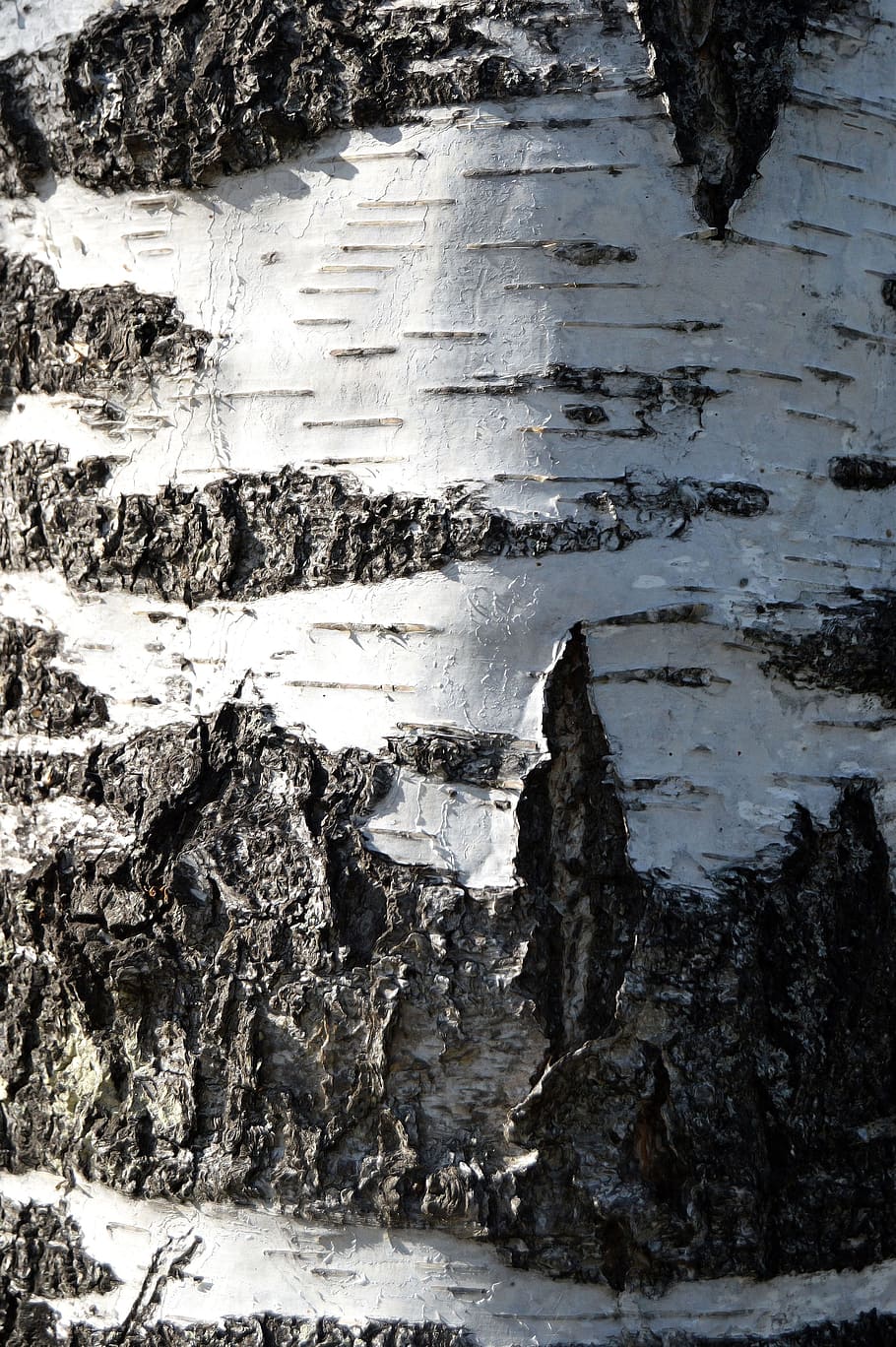 brown wood panel during daytime, birch, bark, denmark, tree HD wallpaper