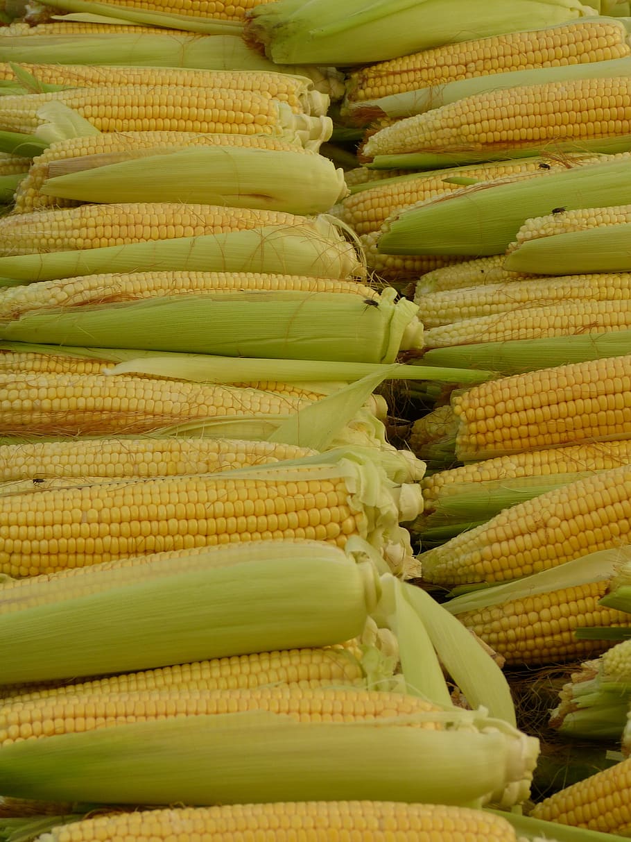 Corn On The Cob, Corn Kernels, food, eat, food and drink, healthy eating HD wallpaper