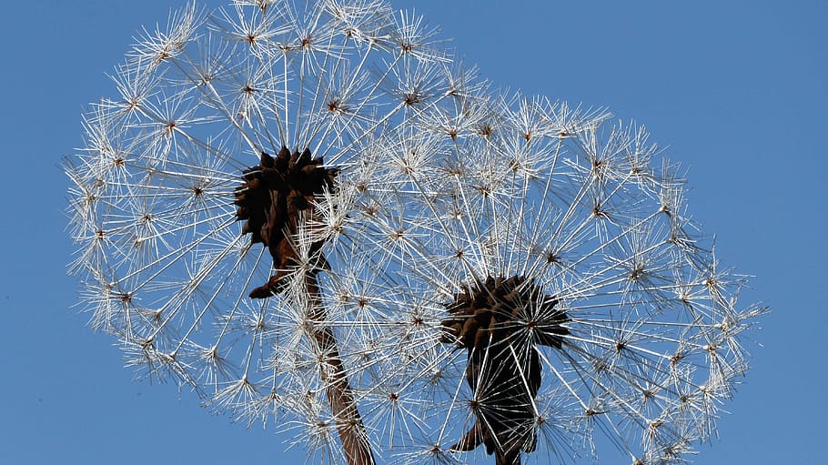 welded, flower, garden, art, filigree, dandelion, construction HD wallpaper