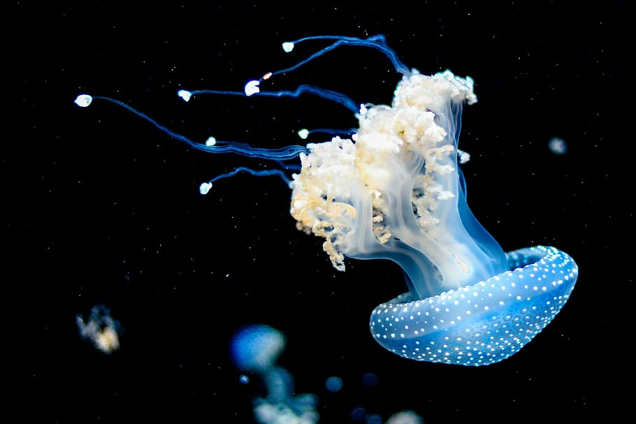 white and blue jellyfish swims under water, blue jellyfish, ocean HD wallpaper