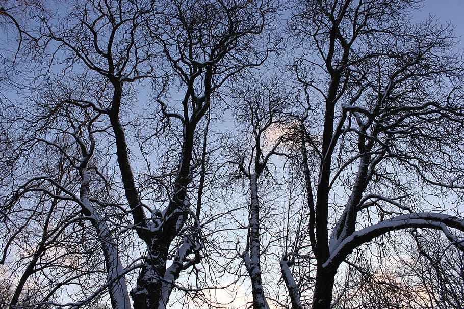 forest, tree, nature, tribe, branches, bare tree, low angle view HD wallpaper