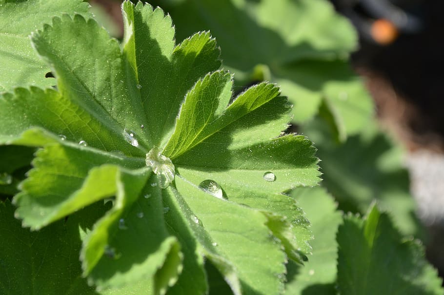 frauenmantel, leaf, raindrop, nature, romantic, garden, beautiful HD wallpaper