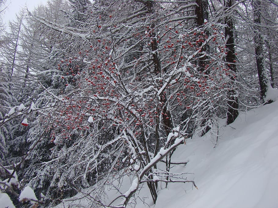 winter, nature, tree, forest, snow, cold temperature, plant HD wallpaper