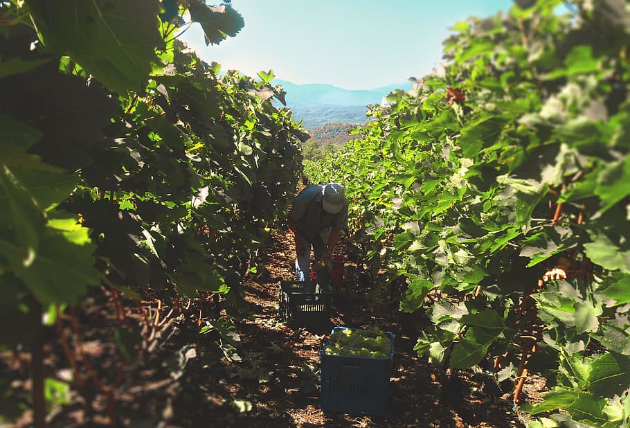 grapes, grapevines, wine, perspective, farmer, old, green, zitsa HD wallpaper