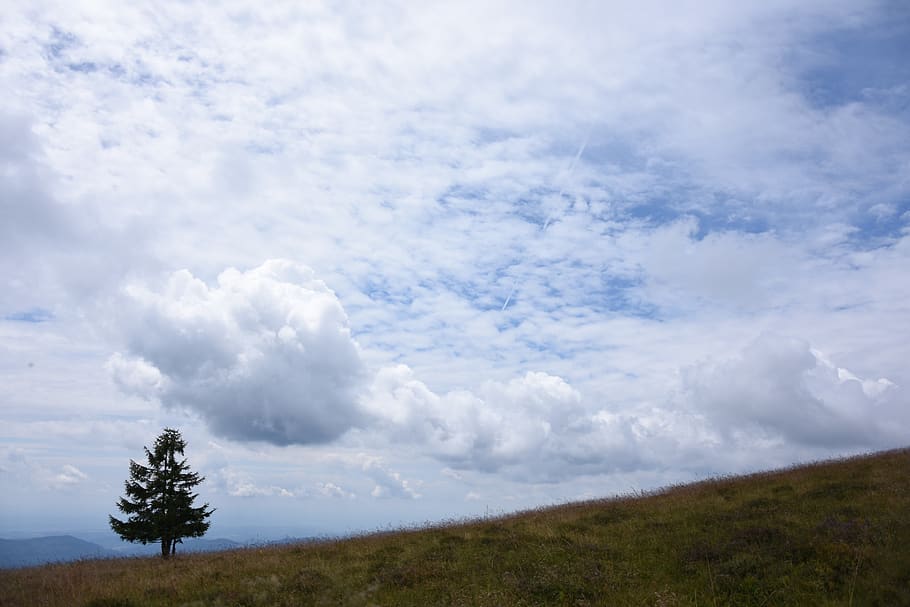 clouds, tree, landscape, sky, summer, cloud - sky, plant, tranquil scene HD wallpaper
