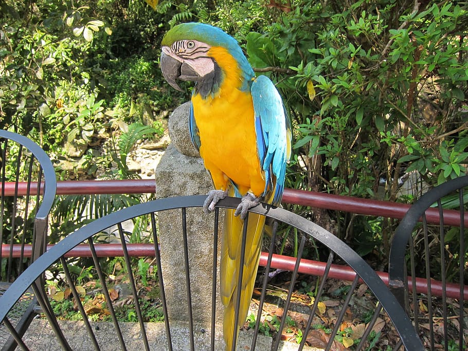 parrot, bird, zoo, animal, nature, macaw, wildlife, beak, multi Colored HD wallpaper