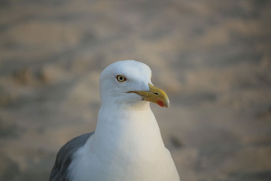 Seagull, White, Portrait, Posing, the head of the, bird, one animal HD wallpaper