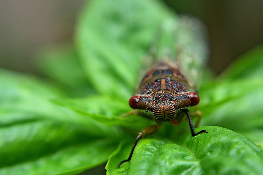 insect, bug, natural, one animal, animal themes, animals in the wild HD wallpaper