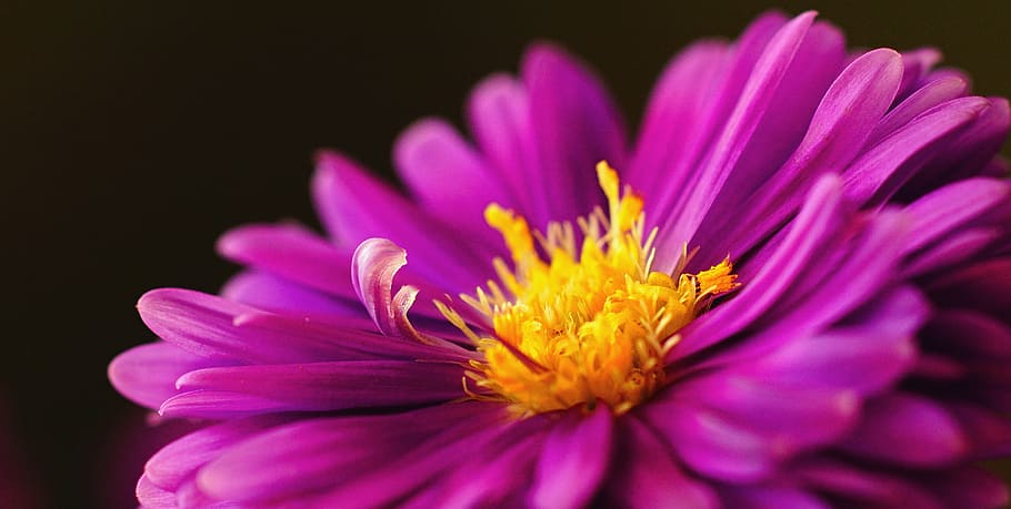 herbstaster, pink, asters, blossom, bloom, purple, flower bud HD wallpaper