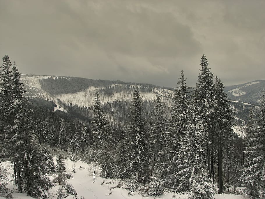winter, trees, snow, cold, frost, zing, skiing, mountains, january HD wallpaper