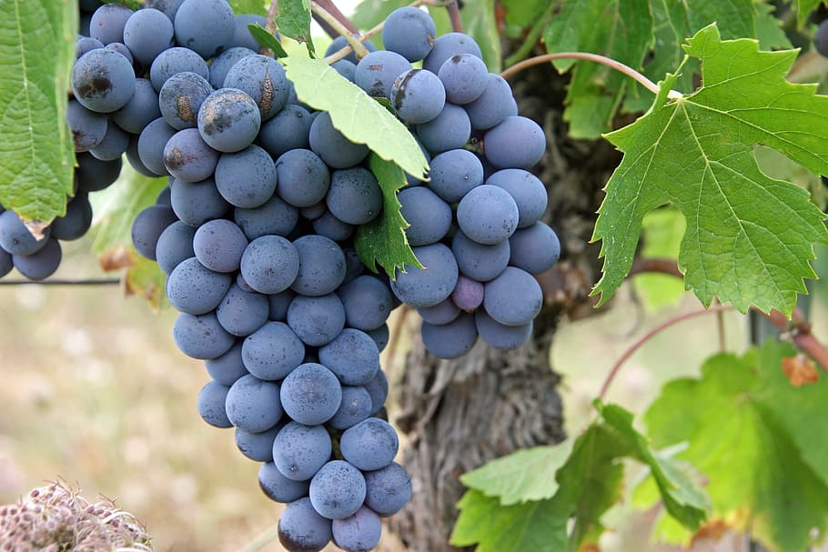 bunch of grapes in close-up photography, black, fruit, vineyard HD wallpaper