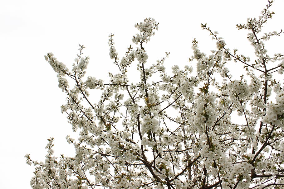 blossom, cherry, bloom, spring, tree, cherry blossom, plant HD wallpaper