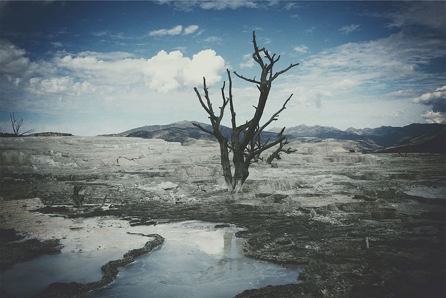 landscape, tree, branches, water, puddles, rocks, ground, mountains HD wallpaper