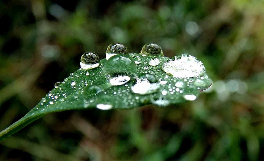 Dew, Leaf, Morning, Water, rain, green, drop, close-up, nature HD wallpaper
