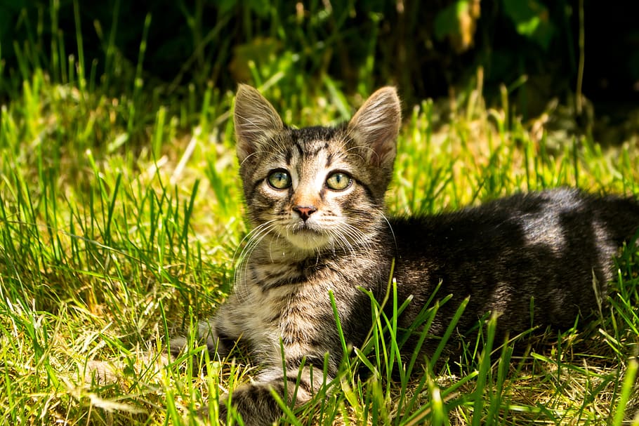 kitten, animals, striped, animal themes, grass, domestic cat HD wallpaper