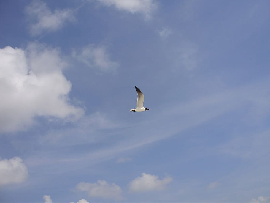 seagull, bird, sky, clouds, blue, day, outside, flying, cloud - sky HD wallpaper