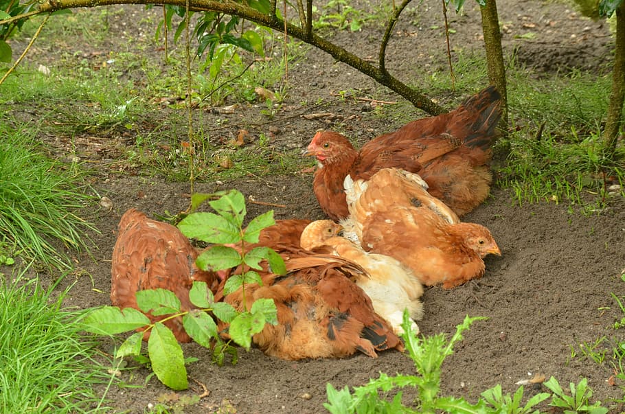 bird, chicken, them, poultry, mother, young, together, sand HD wallpaper