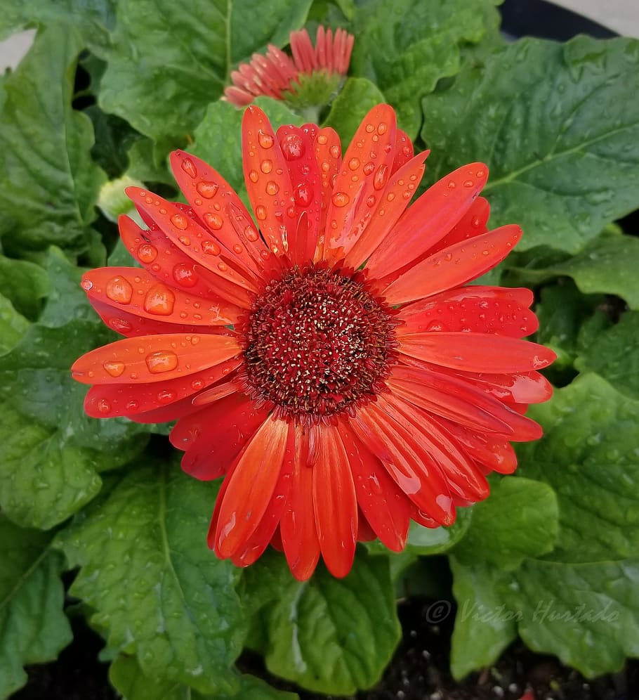flower, red flower, rain drops, bright, floral, plant, growth HD wallpaper