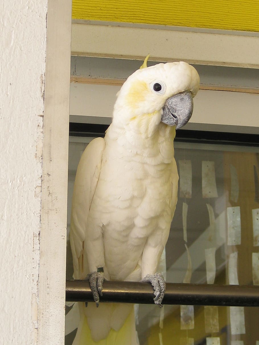 bird, exotic, pet, parrot, one animal, vertebrate, animal wildlife HD wallpaper