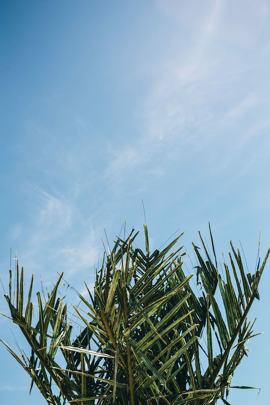 Green palm tree, summer, nature, sky, leaf, leaves, outdoors HD wallpaper