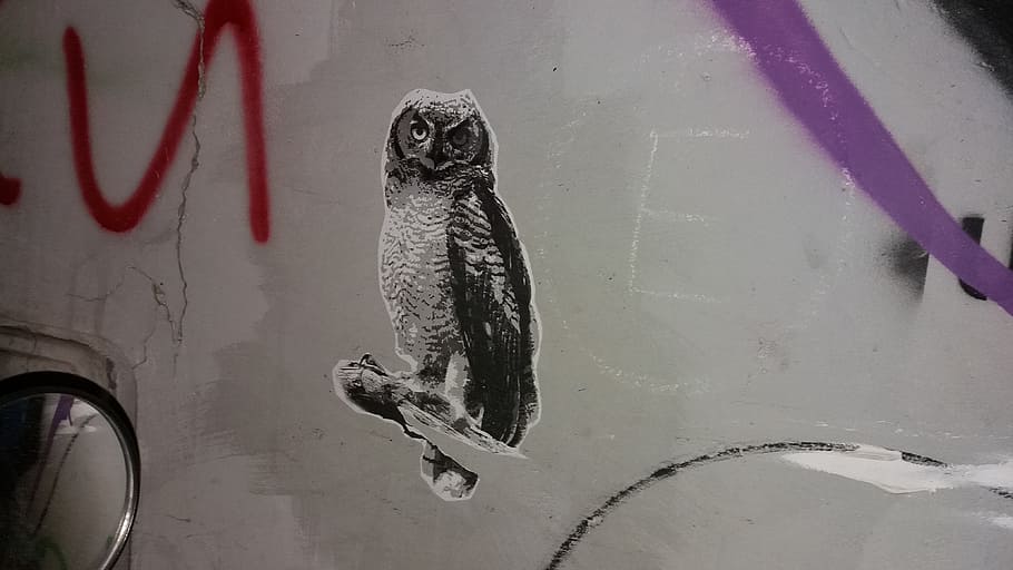 owl, paint, wall, graffiti, vandal, animal, mirror, animal themes HD wallpaper