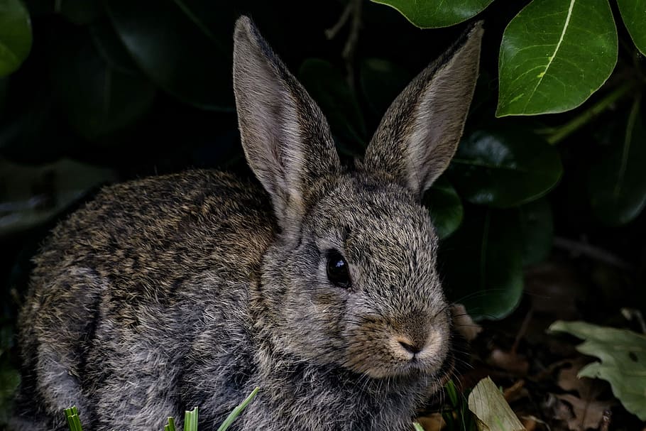 rabbit, bunny, hare, nature, wildlife, mammal, animal, animal themes HD wallpaper
