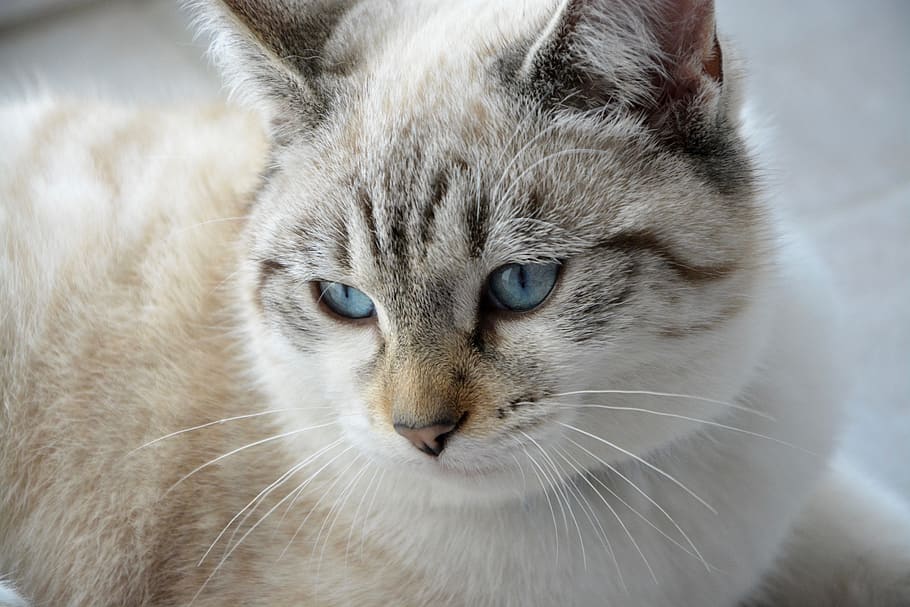close-up photography of brown and white cat, young cat, head HD wallpaper