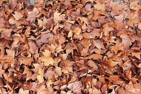 brown leaves, fall, autumn, leaf, pattern, texture, october, september HD wallpaper